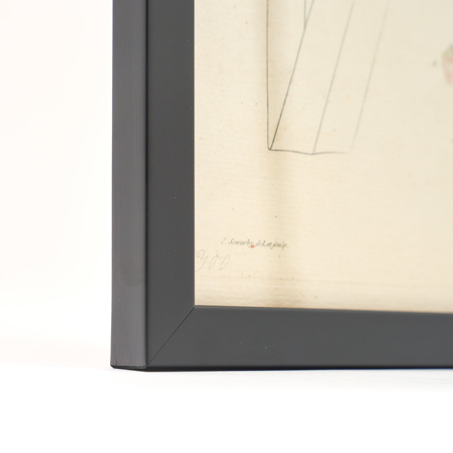 Sparganium ramosum ‘Flora Londinensis’ Botanical Print - Framed