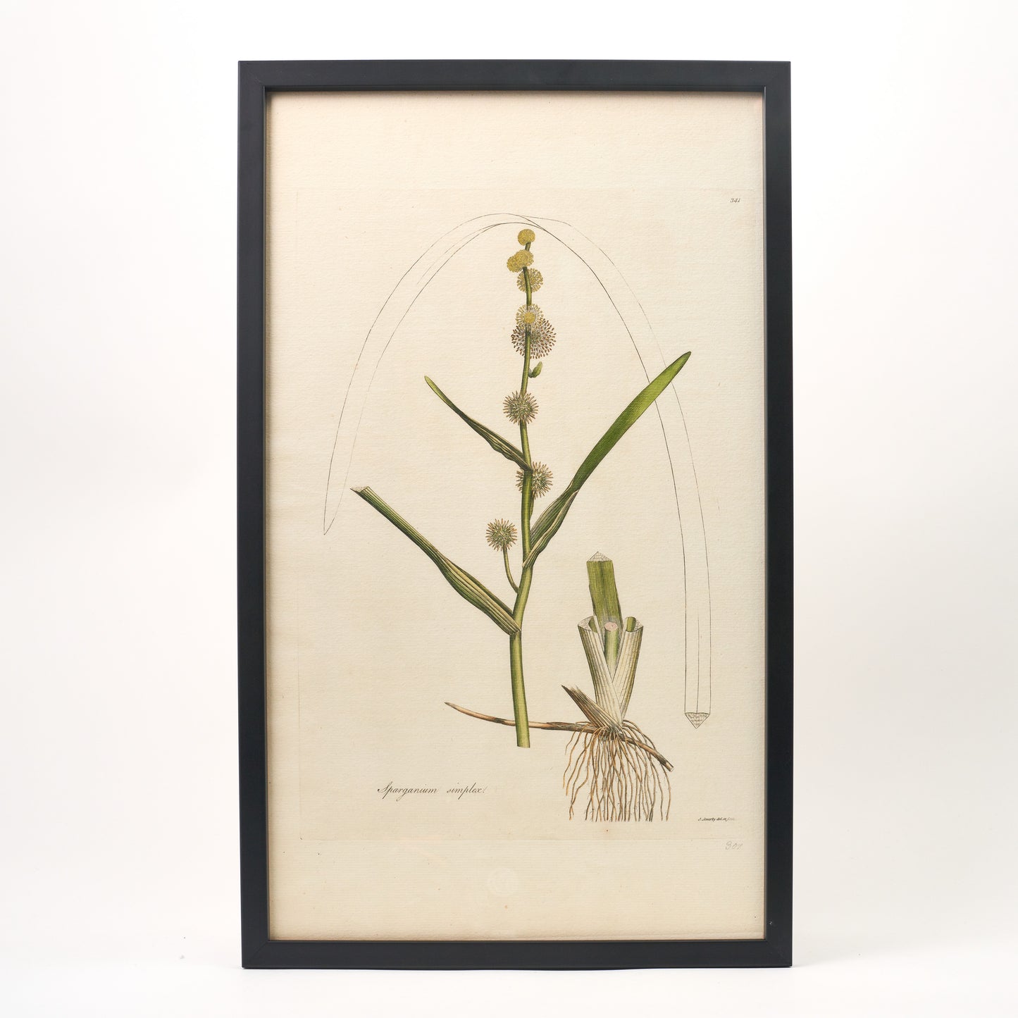 Sparganium simplex ‘Flora Londinensis’ Botanical Print - Framed