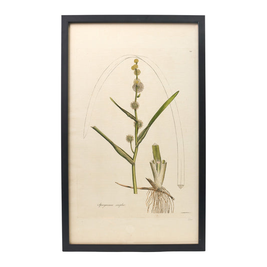 Sparganium simplex ‘Flora Londinensis’ Botanical Print - Framed