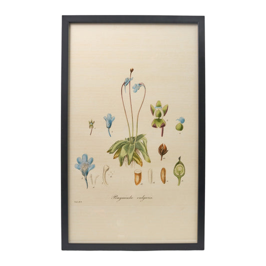 Pinguicula Vulgaris ‘Flora Londinensis’ Botanical Print - Framed