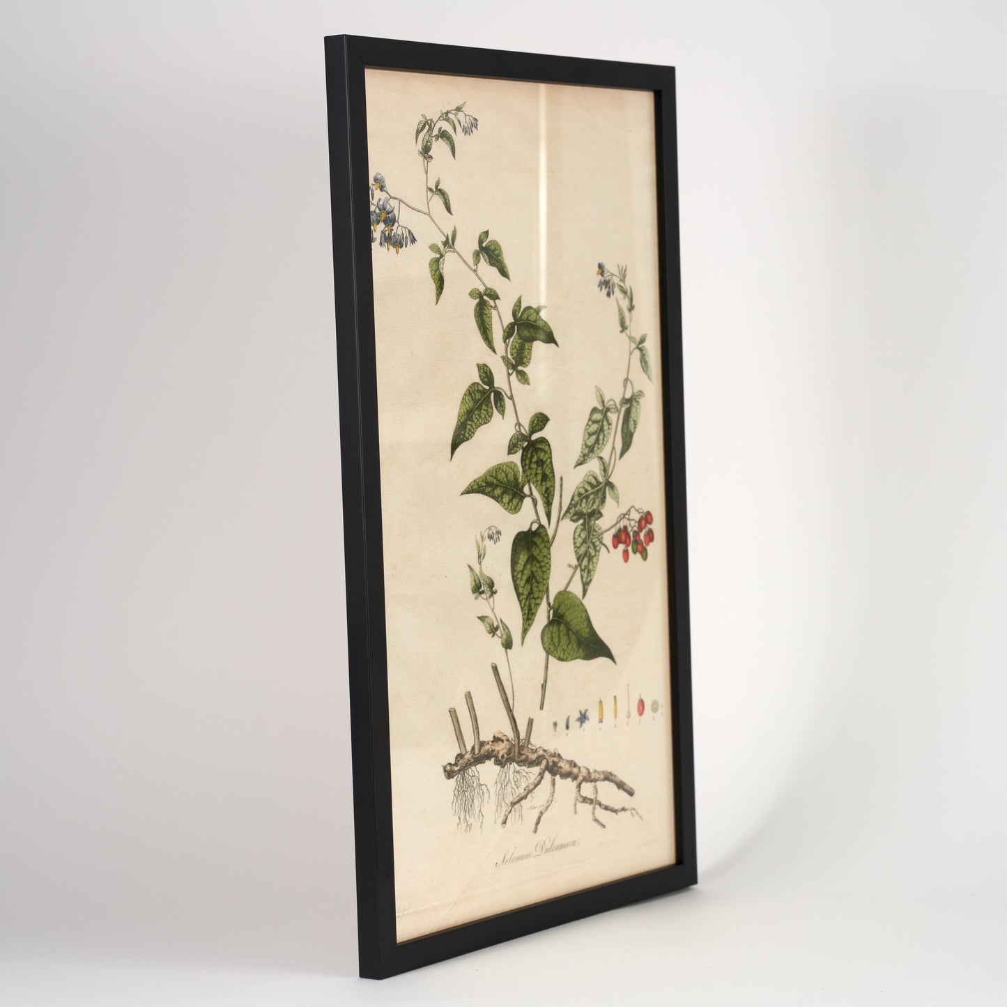 Solanum Dulcamara Botanical Flora Londinensis Print - Framed
