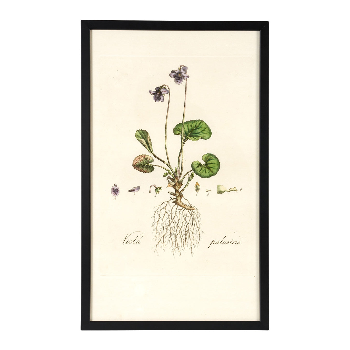 Viola Palustris Flora Londinensis Botanical Print - Framed