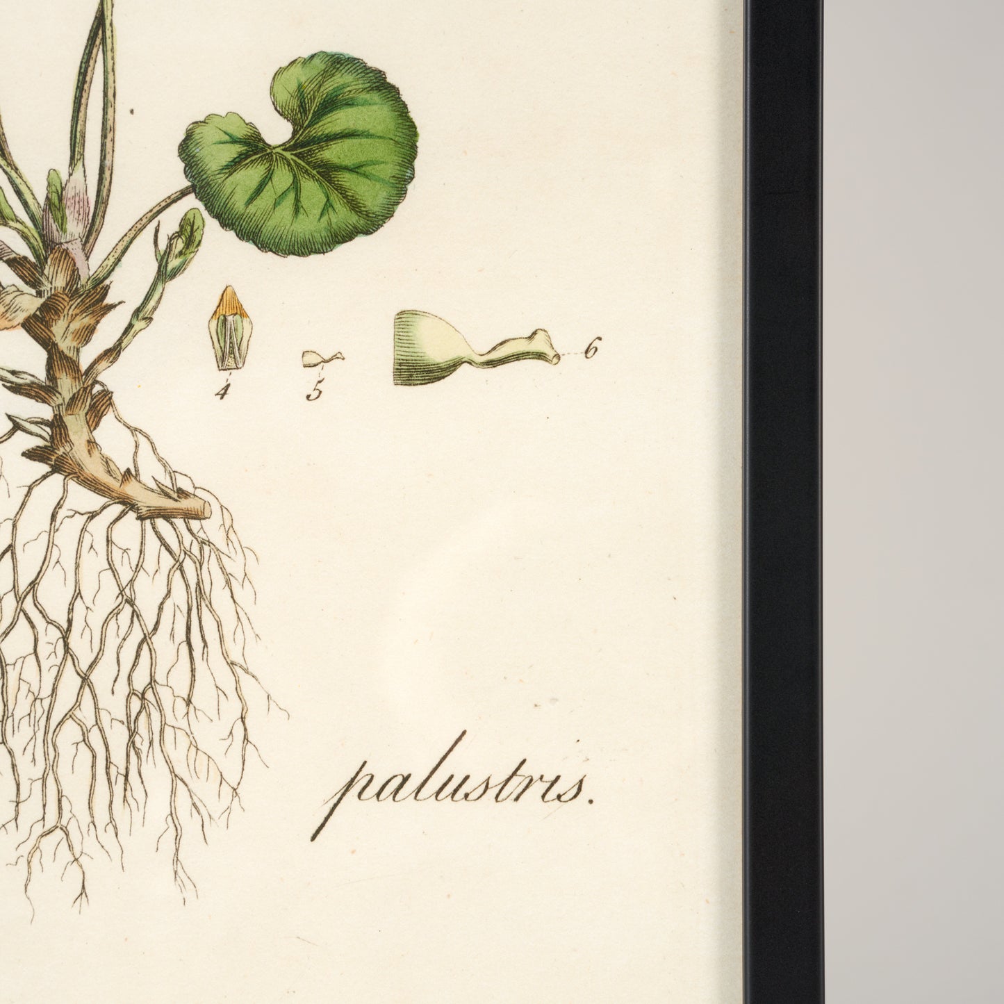 Viola Palustris Flora Londinensis Botanical Print - Framed