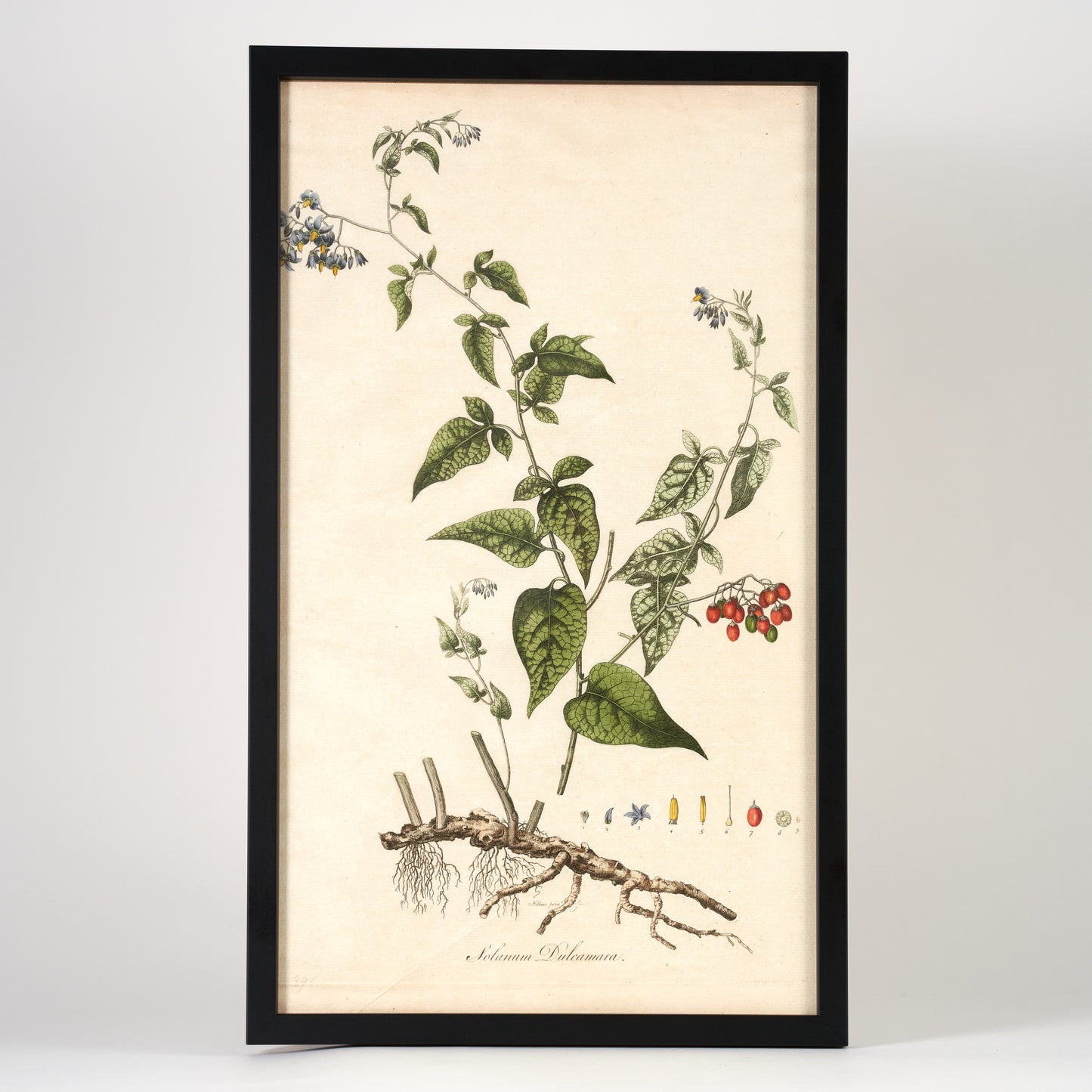 Solanum Dulcamara Botanical Flora Londinensis Print - Framed