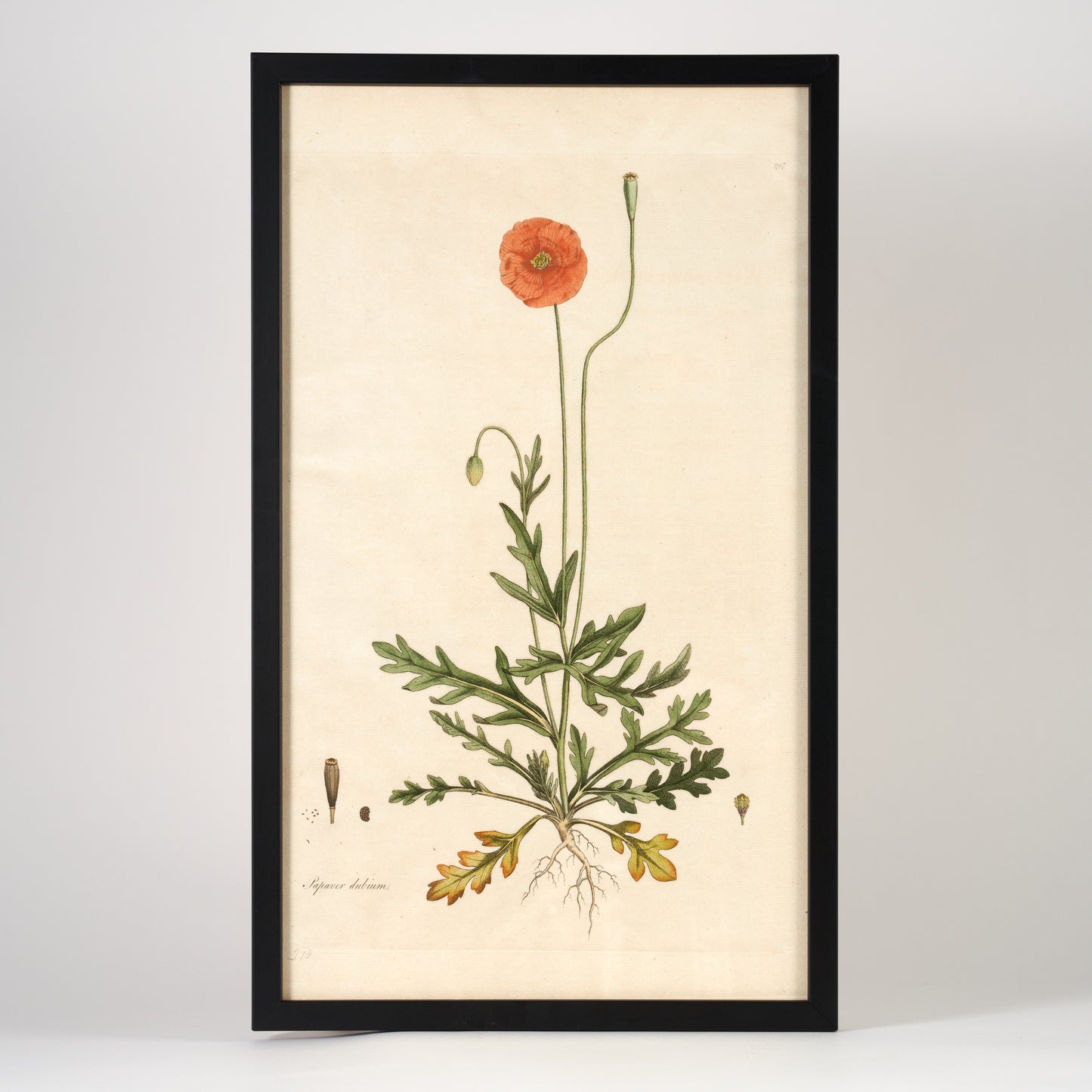 Papaver Dubium ‘Flora Londinensis’ Botanical Print - Framed