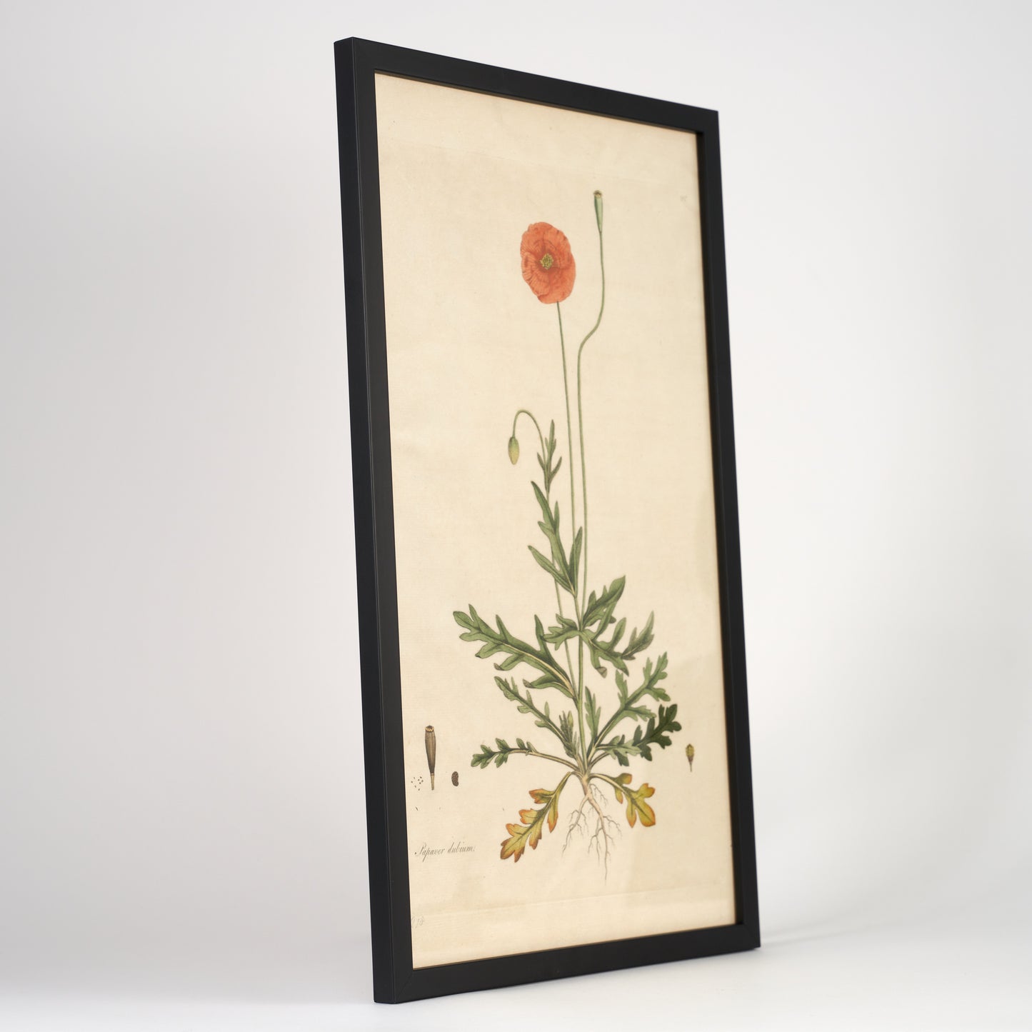 Papaver Dubium ‘Flora Londinensis’ Botanical Print - Framed