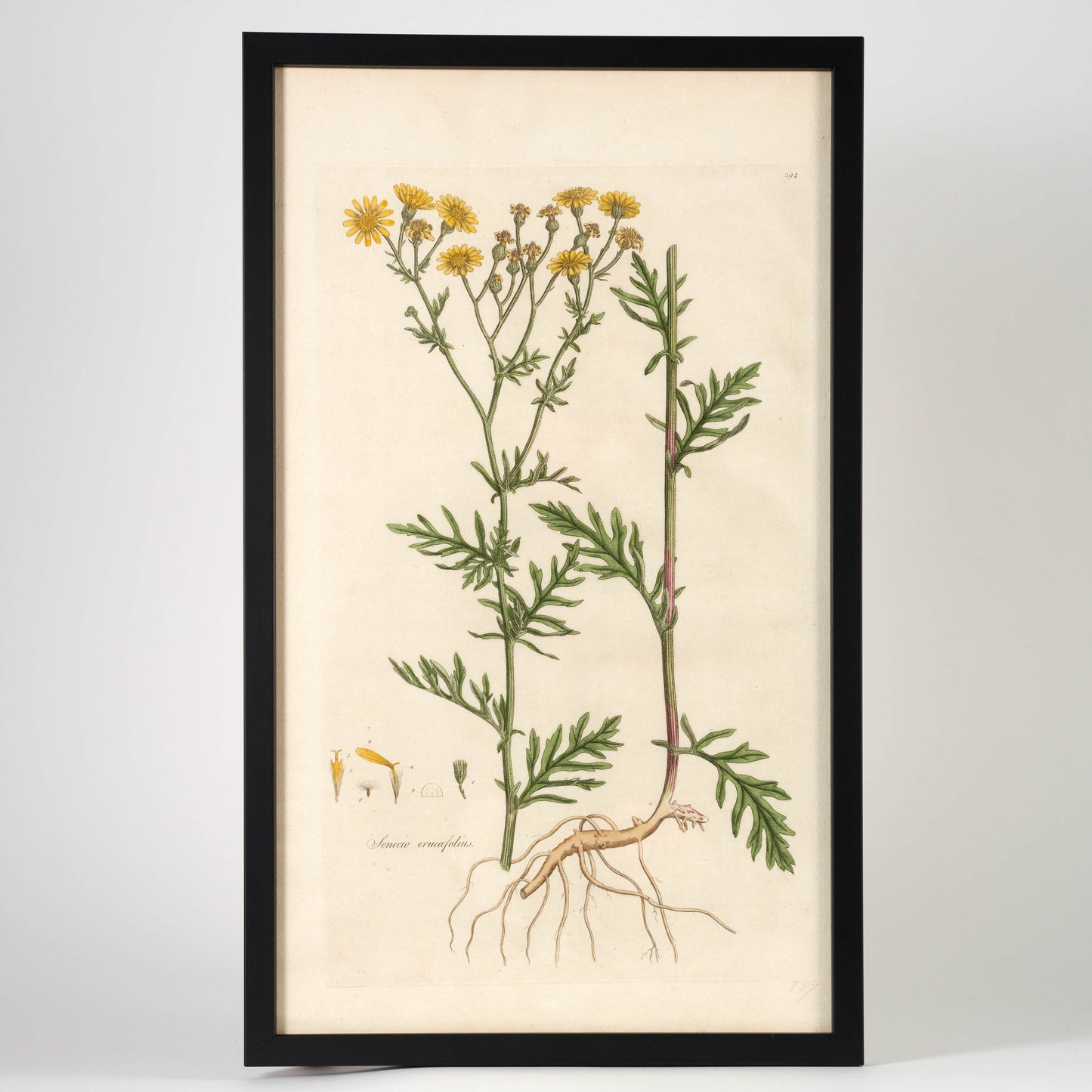 Set of 4 Botanical Prints - Framed