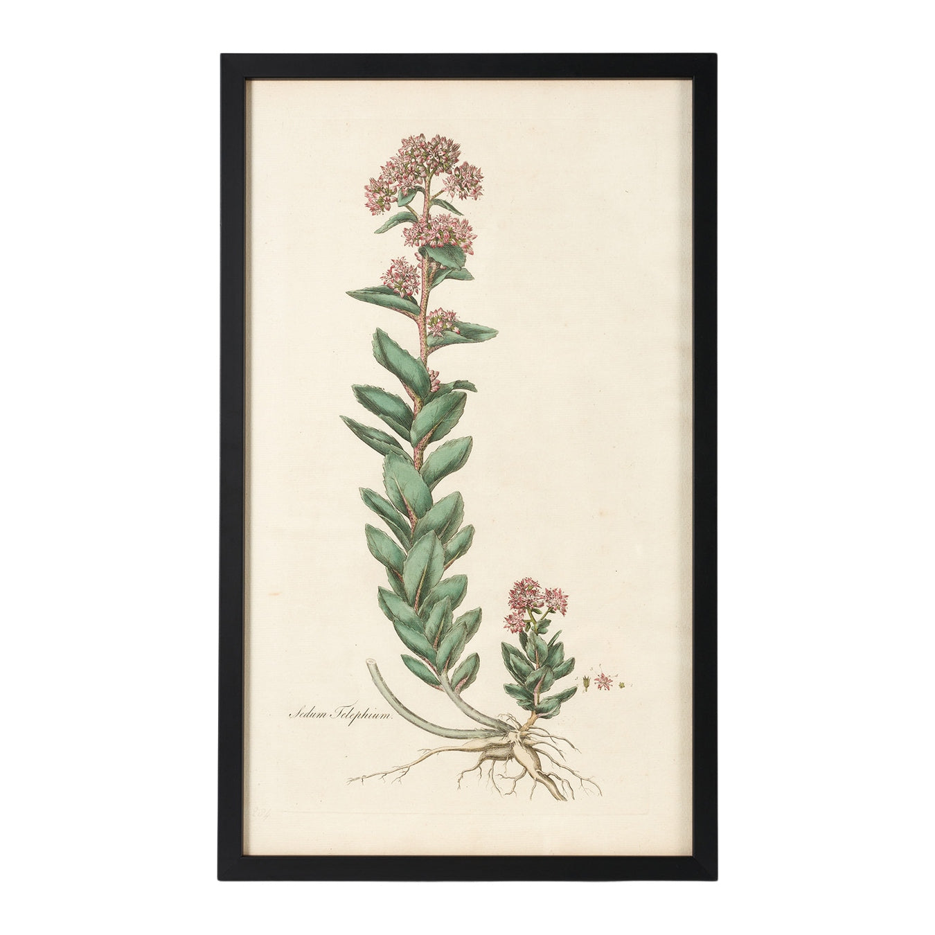 Sedum Telephium ‘Flora Londinensis’ Botanical Print - Framed