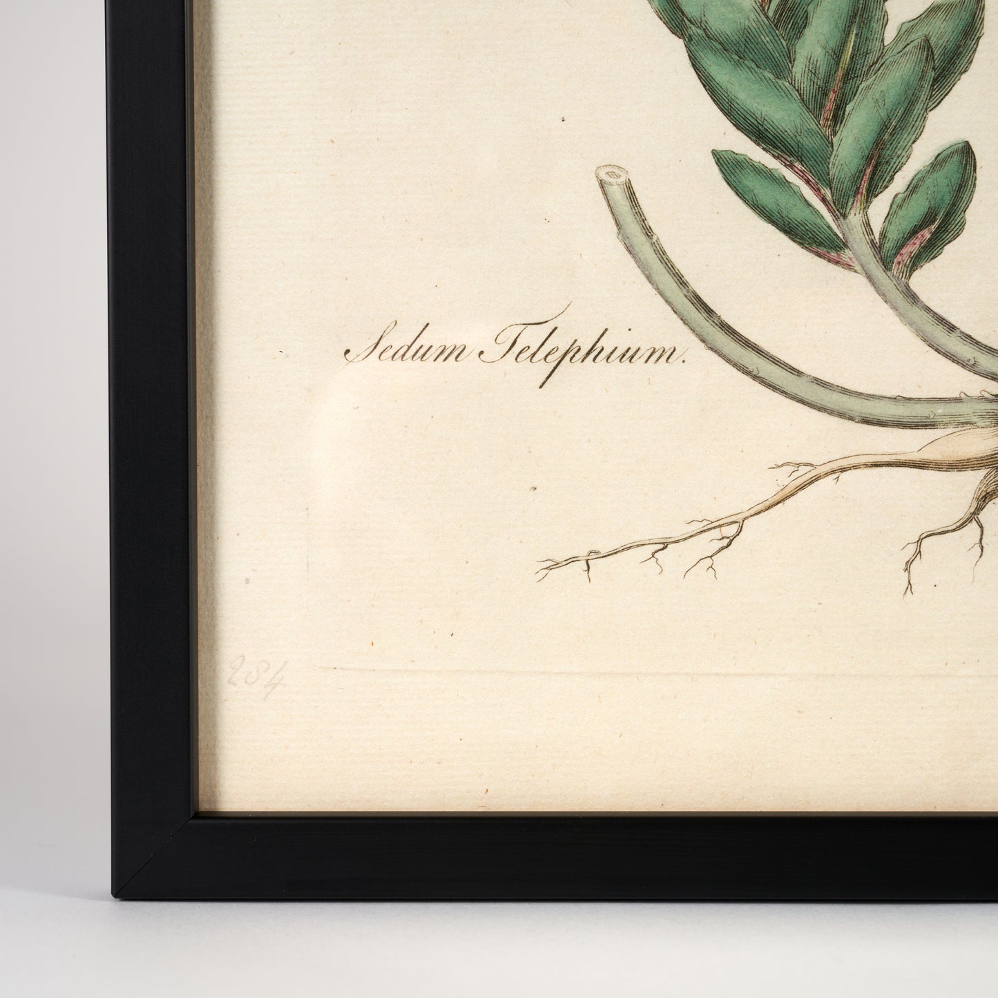 Sedum Telephium ‘Flora Londinensis’ Botanical Print - Framed