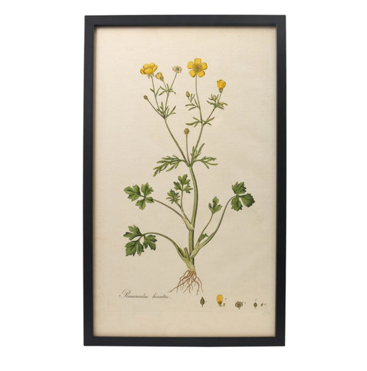 Ranunculus hirsutus ‘Flora Londinensis’ Botanical Print - Framed