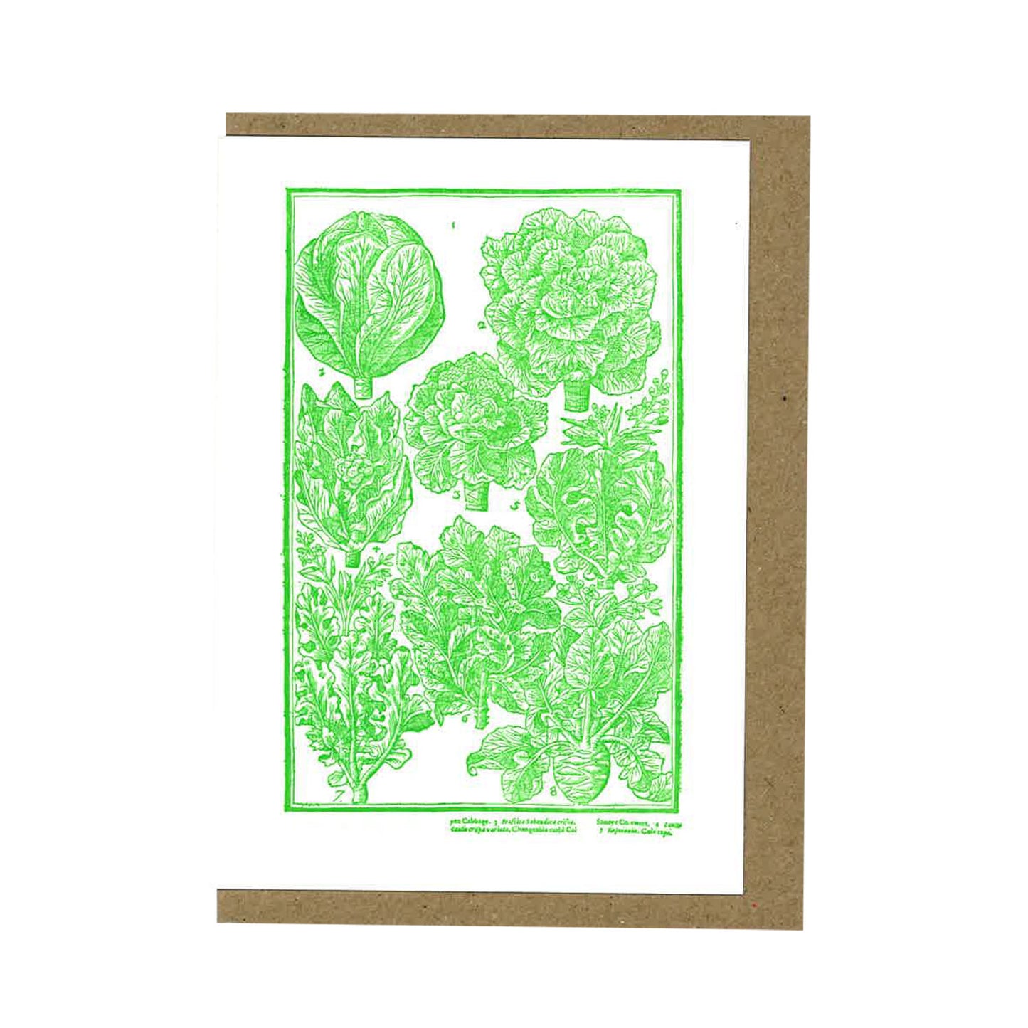 Cabbages - Greeting Card