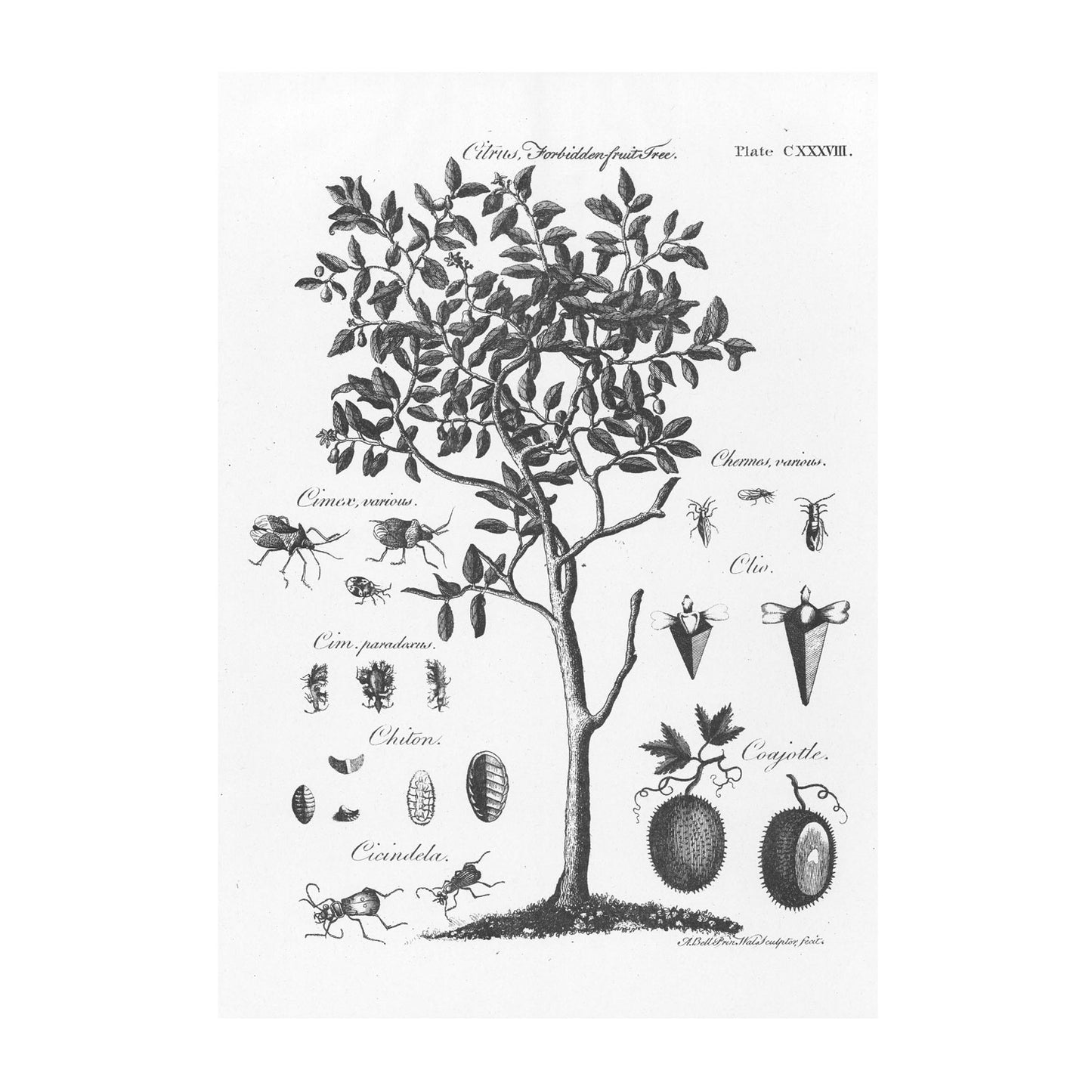 Forbidden Fruit Tree - A3 Risograph Poster
