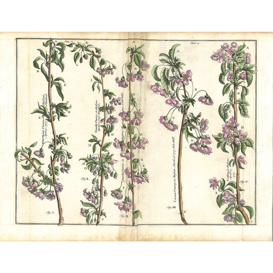 Plate I2 - The Illustrated Garden, 1729 by Batty Langley