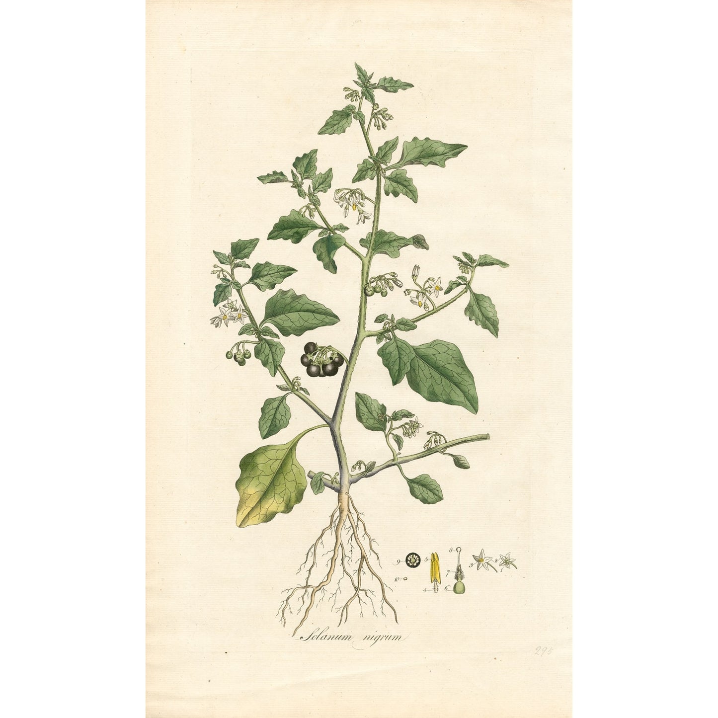 Solanum Nigrum ‘Flora Londinensis’ Botanical Print