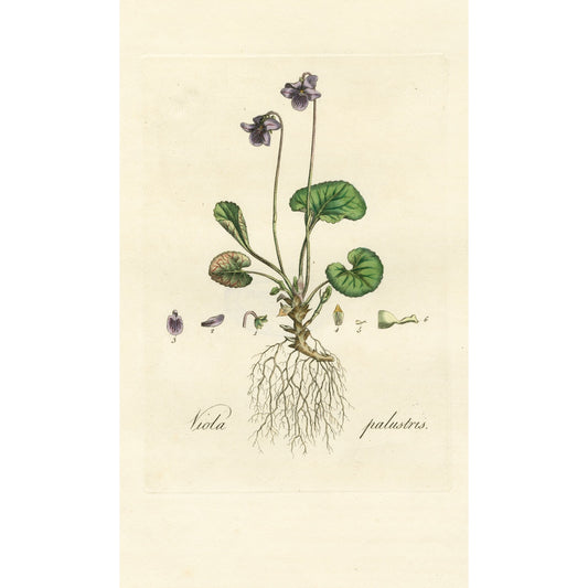 Viola Palustris ‘Flora Londinensis’ Botanical Print