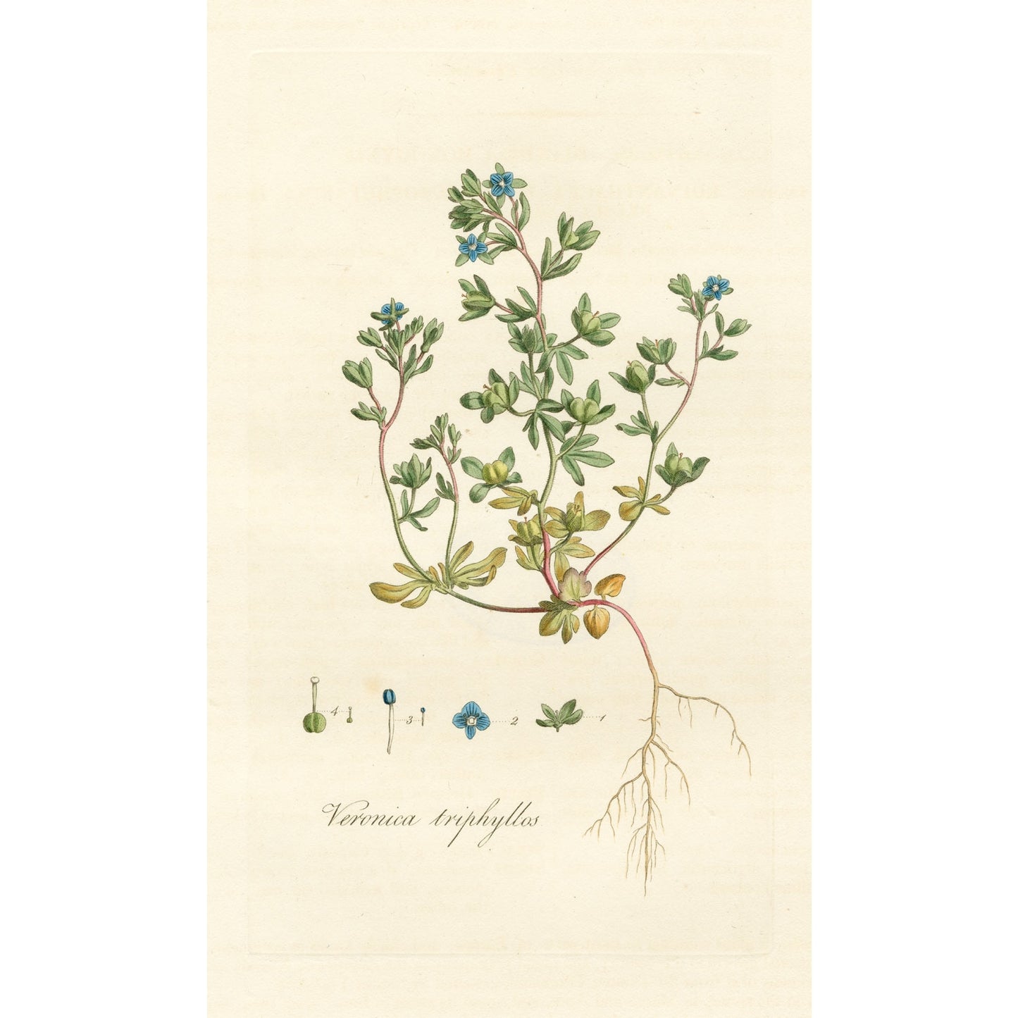 Veronica Triplyllos ‘Flora Londinensis’ Botanical Print