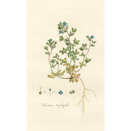 Veronica Triplyllos ‘Flora Londinensis’ Botanical Print