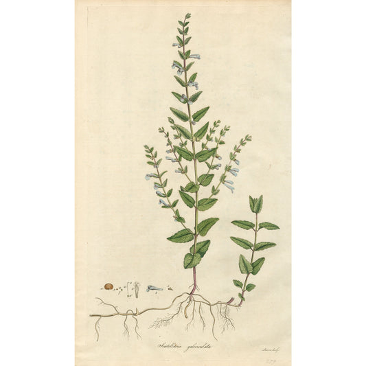 Scutellaria Galericulata ‘Flora Londinensis’ Botanical Print