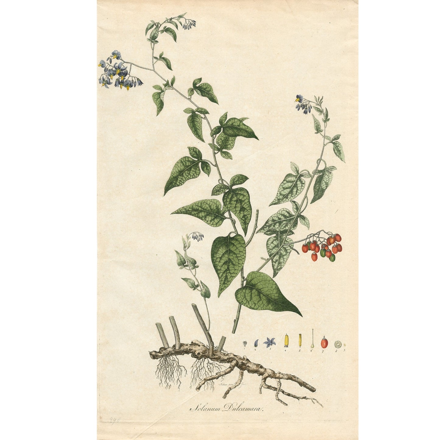 Solanum Dulcamara ‘Flora Londinensis’ Botanical Print