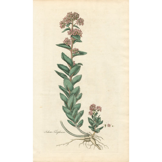 Sedum Telephium ‘Flora Londinensis’ Botanical Print