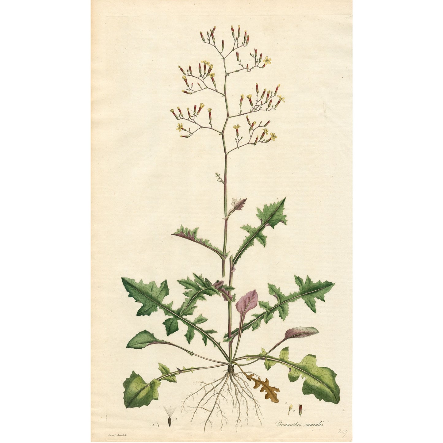 Prenanthes Muralis ‘Flora Londinensis’ Botanical Print