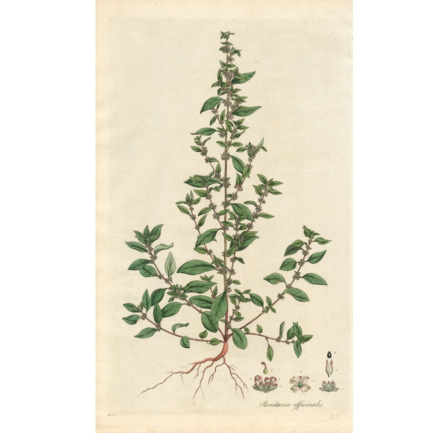 Parietaria Officinalis ‘Flora Londinensis’ Botanical Print