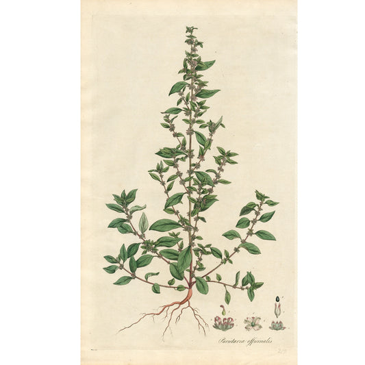 Parietaria Officinalis ‘Flora Londinensis’ Botanical Print