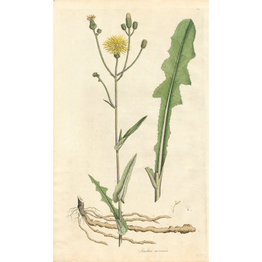 Sonchus Arvensis ‘Flora Londinensis’ Botanical Print