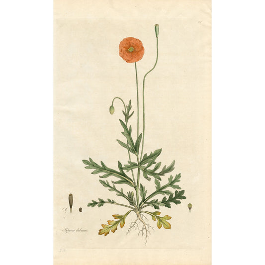 Papaver Dubium ‘Flora Londinensis’ Botanical Print