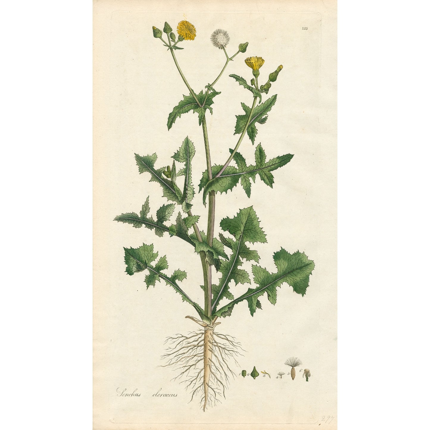 Sonchus Deraceus Botanical Print