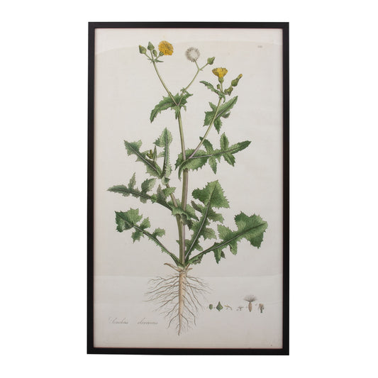 Sonchus Deraceus Botanical Print - Framed