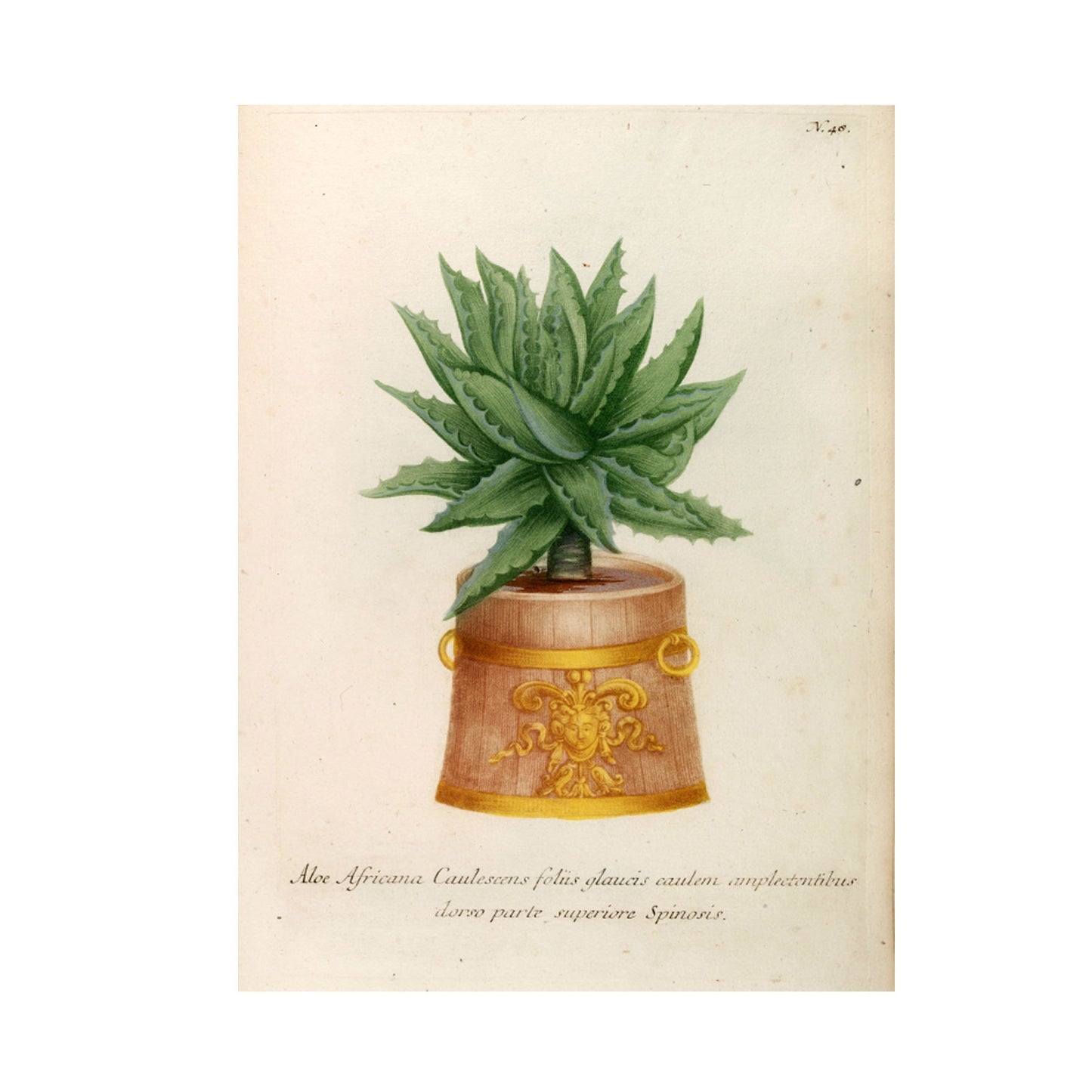 Aloe Africana No. 48 Botanical Print