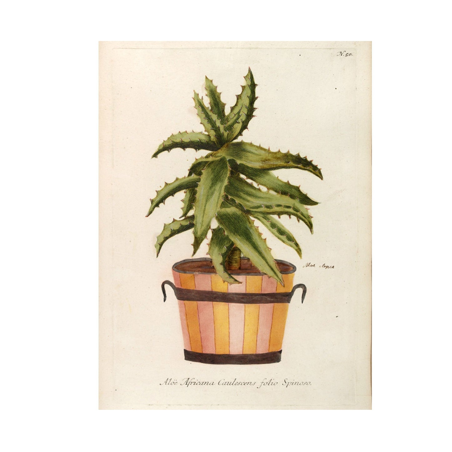 Aloe Africana No. 50 Botanical Print