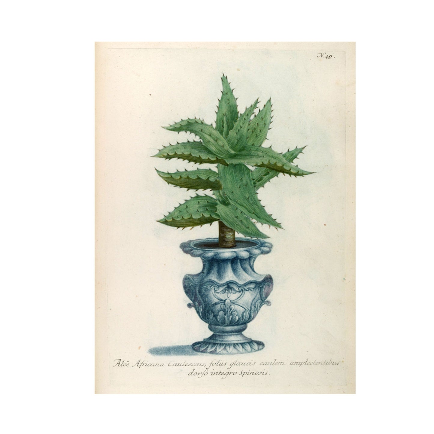Aloe Africana No. 49 Botanical Print