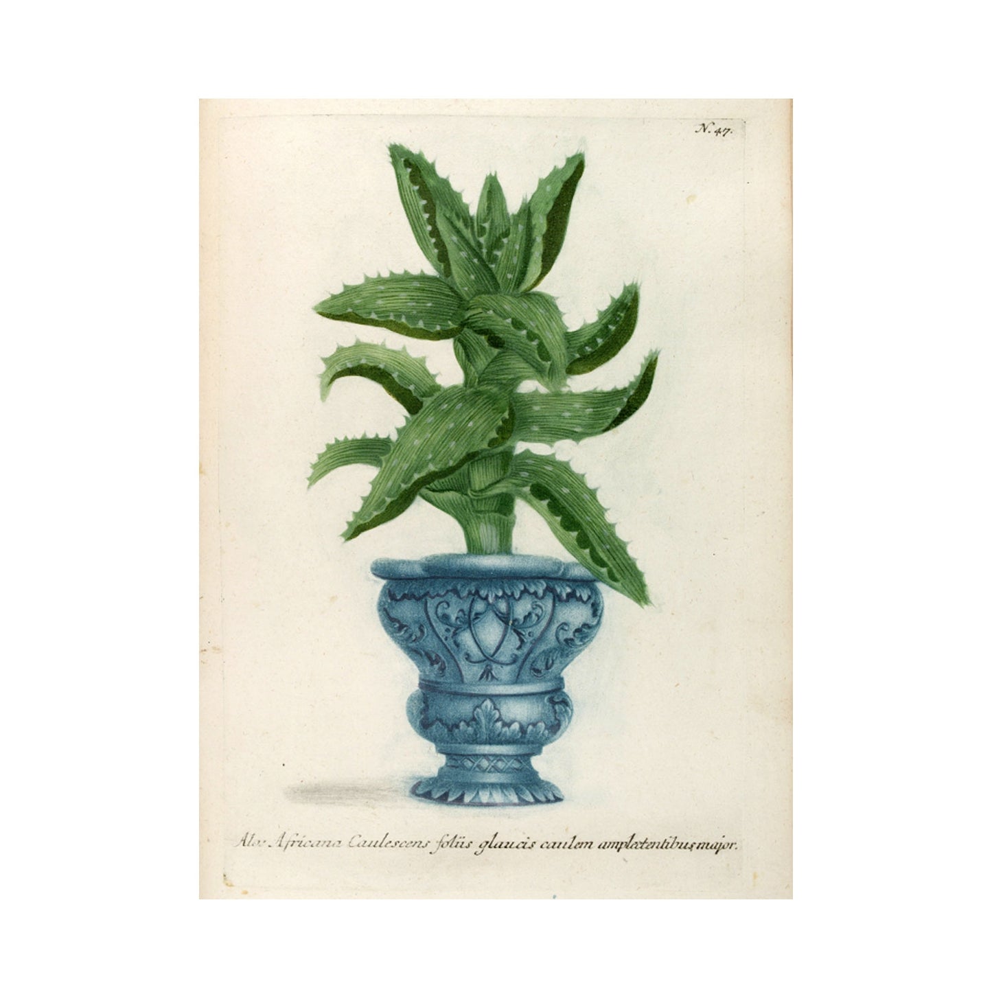 Aloe Africana No. 47 Botanical Print