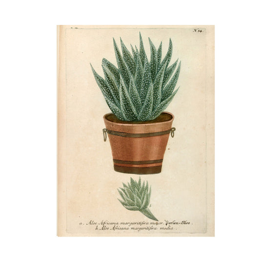 Aloe Africana No. 54 Botanical Print