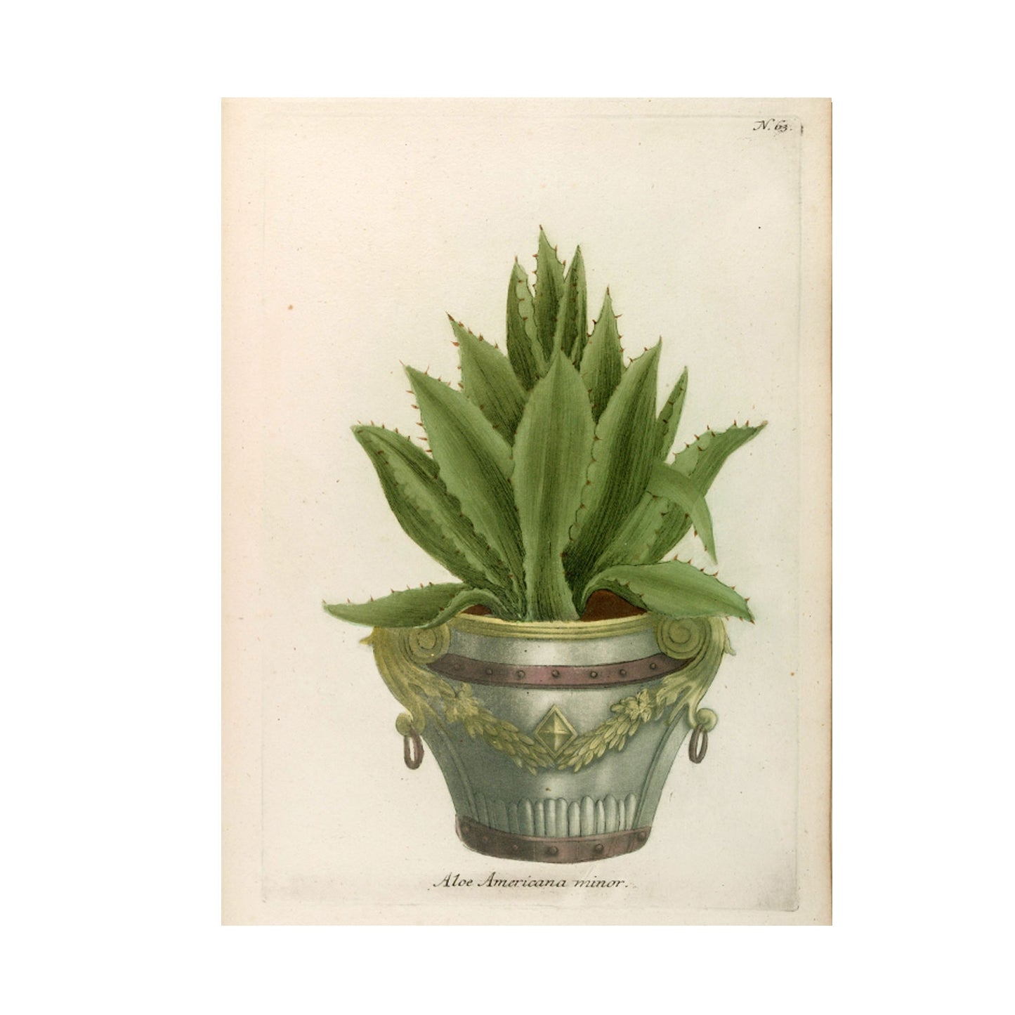 Aloe Africana No. 63 Botanical Print