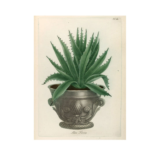 Aloe Africana No. 65 Botanical Print