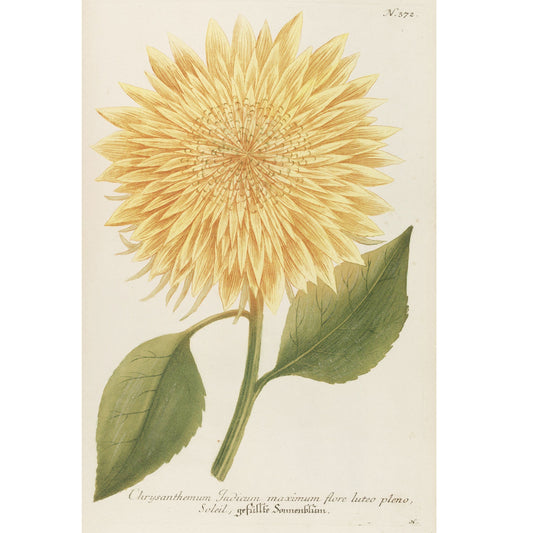 Chrysanthemum Indicum Maximum No. 372