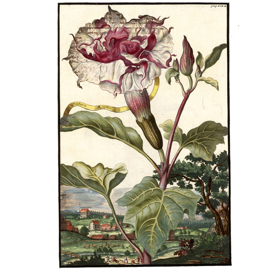 Datura Egyptia Giclée Print