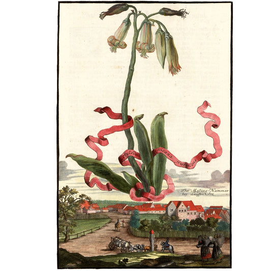 Cotyledon African Frutefcens Giclée Print