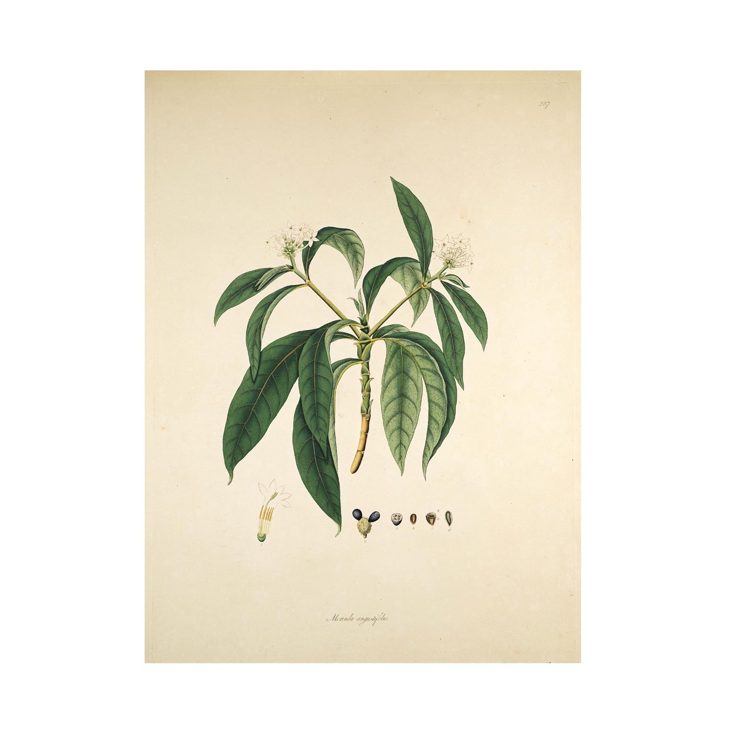 Merinda angustifolia