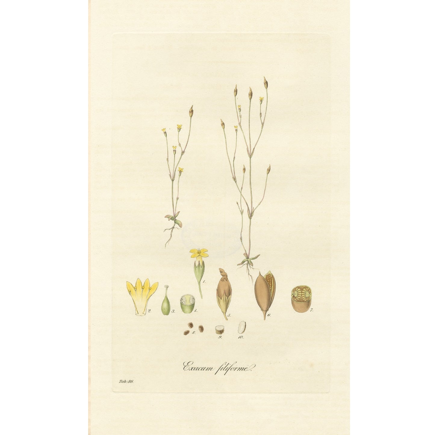 Exacum filiforme ‘Flora Londinensis’ Botanical Print