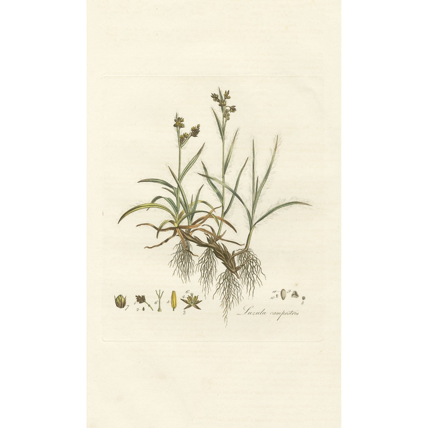 Luzula campestris ‘Flora Londinensis’ Botanical Print