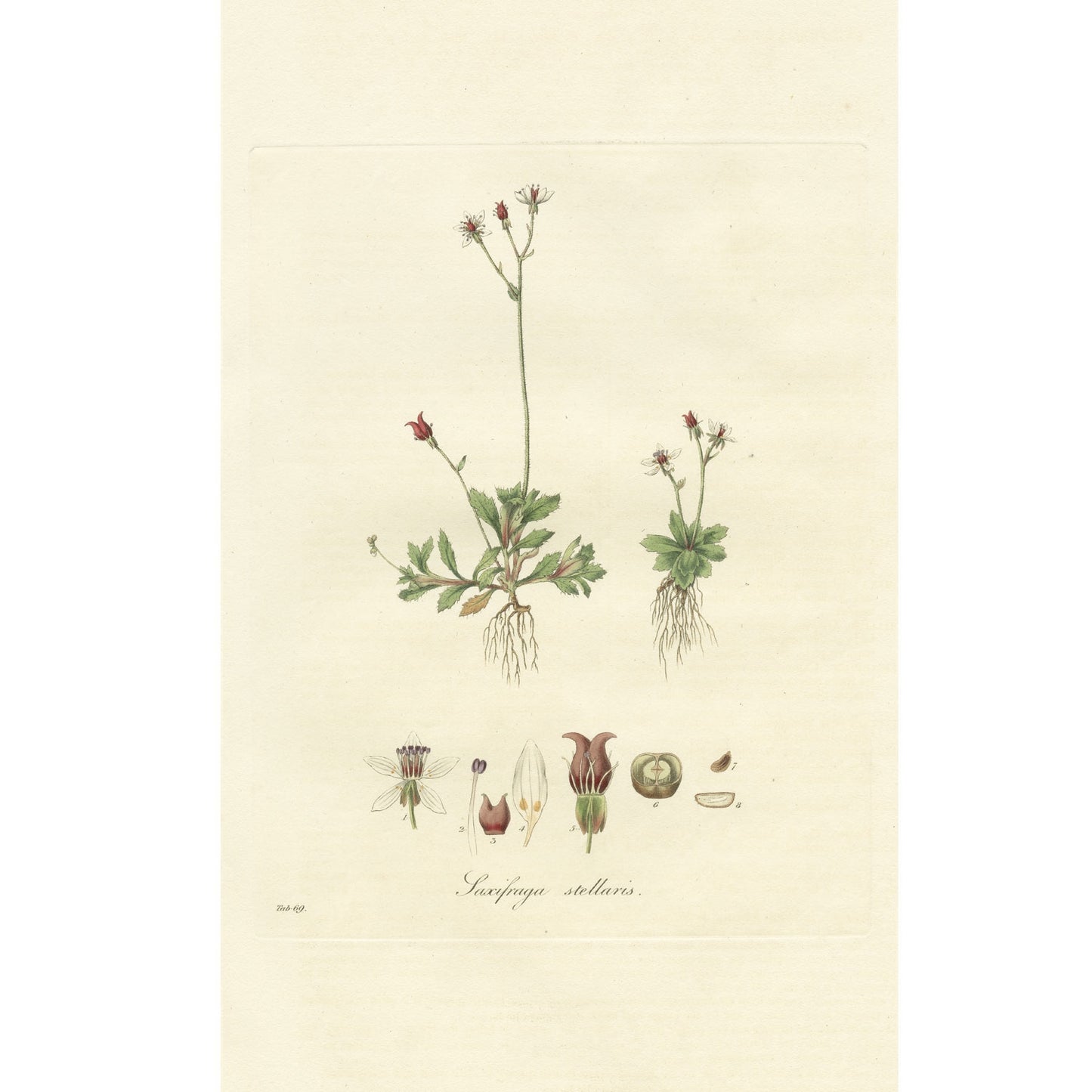 Saxifraga stellaris ‘Flora Londinensis’ Botanical Print