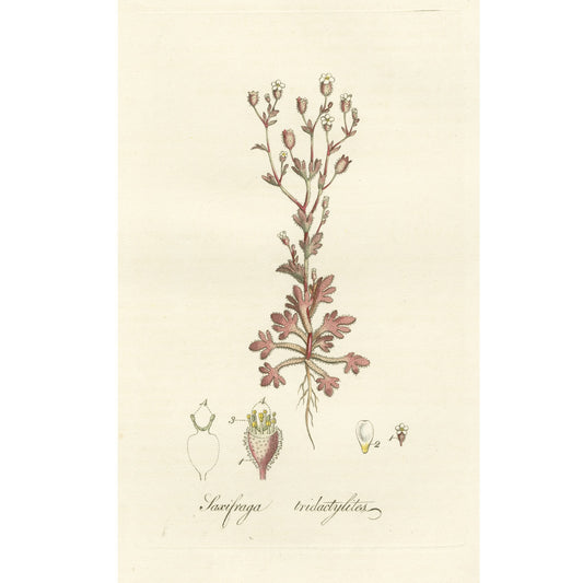 Saxifraga tridactylites ‘Flora Londinensis’ Botanical Print