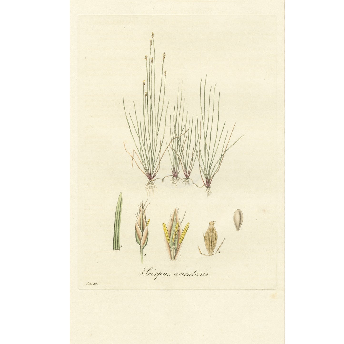 Scirpus acicularis ‘Flora Londinensis’ Botanical Print