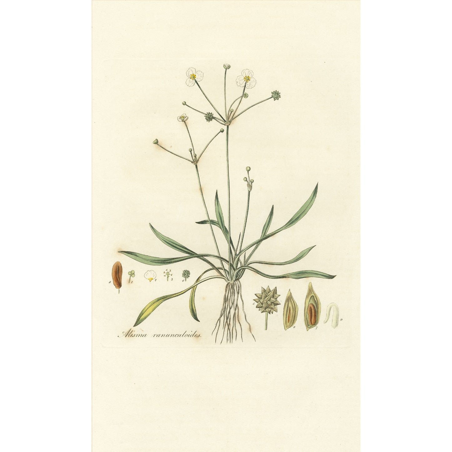 Alisma Ranunculoides ‘Flora Londinensis’ Botanical Print