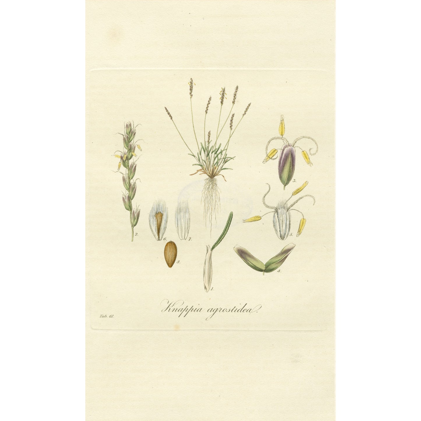 Knappia agrostidea ‘Flora Londinensis’ Botanical Print