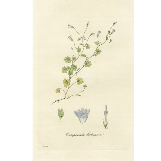 Campanula hederacea ‘Flora Londinensis’ Botanical Print